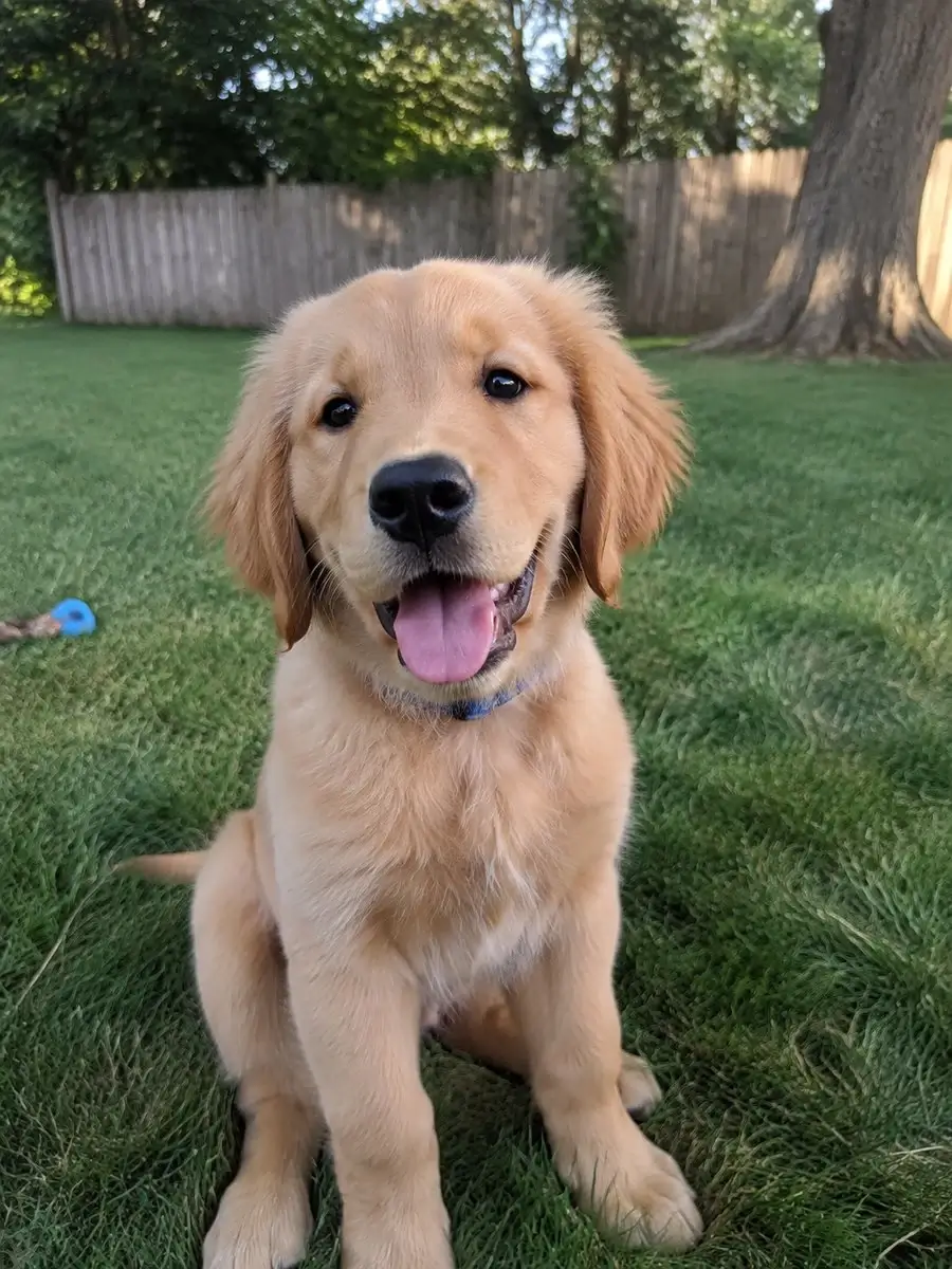 Golden retriever photo used as the original for this photo edit